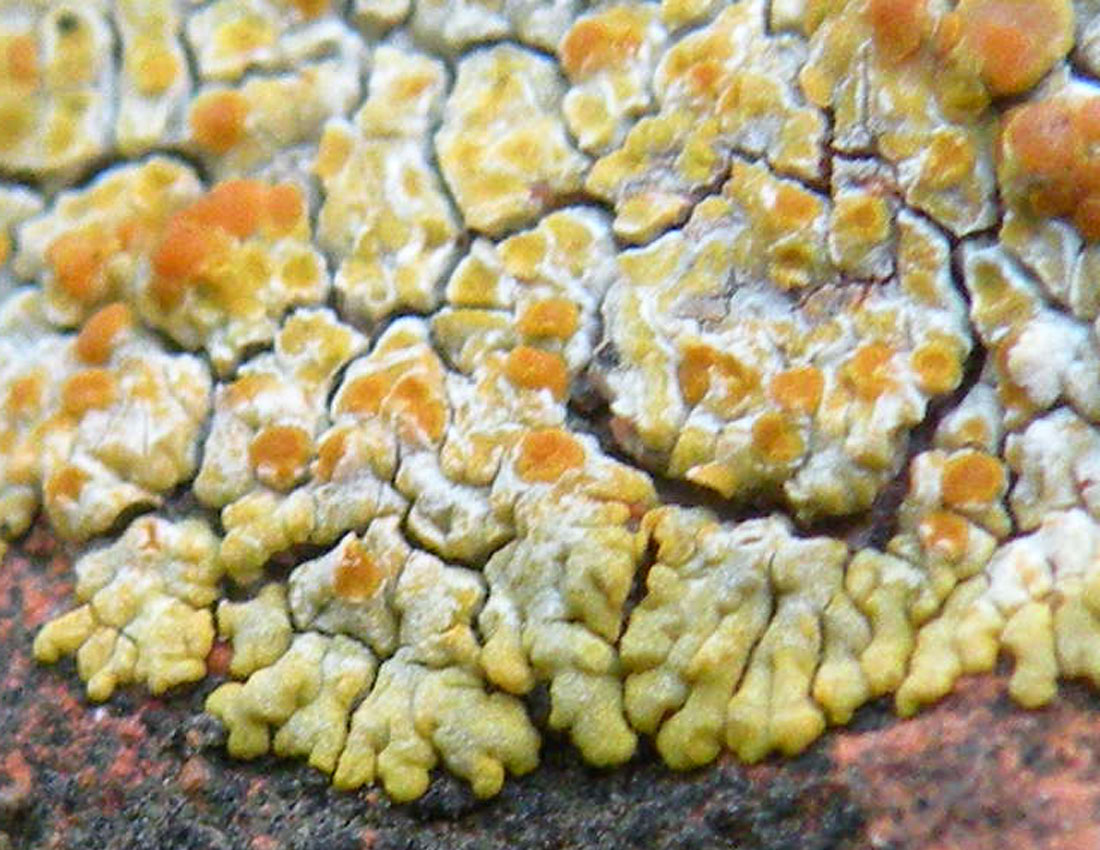 Caloplaca decipiens?